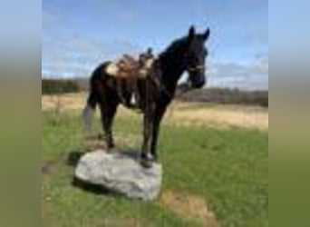 Fries paard, Ruin, 4 Jaar, 160 cm, Zwart