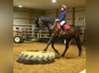 Fries paard, Ruin, 4 Jaar, 160 cm, Zwart