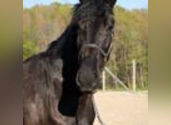 Fries paard, Ruin, 4 Jaar, 160 cm, Zwart