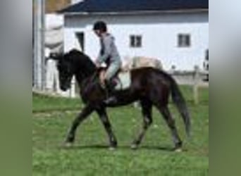 Fries paard, Ruin, 4 Jaar, 160 cm, Zwart