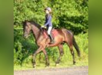Fries paard, Ruin, 4 Jaar, 160 cm, Zwart