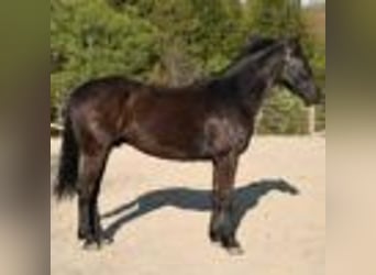 Fries paard, Ruin, 4 Jaar, 160 cm, Zwart