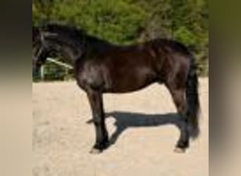 Fries paard, Ruin, 4 Jaar, 160 cm, Zwart