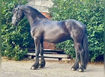 Fries paard, Ruin, 4 Jaar, 161 cm, Zwart