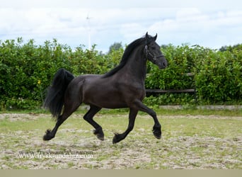 Fries paard, Ruin, 4 Jaar, 162 cm, Zwart