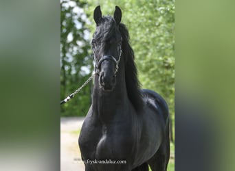 Fries paard, Ruin, 4 Jaar, 162 cm, Zwart