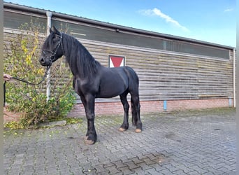 Fries paard, Ruin, 4 Jaar, 162 cm, Zwart