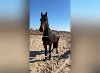 Fries paard, Ruin, 4 Jaar, 163 cm, Bruin