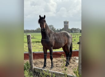 Fries paard, Ruin, 4 Jaar, 163 cm, Bruin