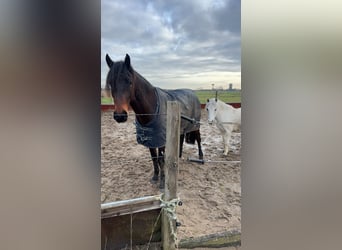 Fries paard, Ruin, 4 Jaar, 163 cm, Bruin