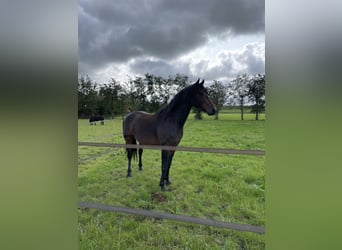 Fries paard, Ruin, 4 Jaar, 163 cm, Bruin