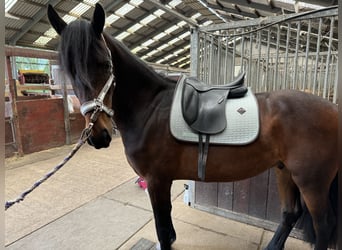 Fries paard, Ruin, 4 Jaar, 163 cm, Bruin