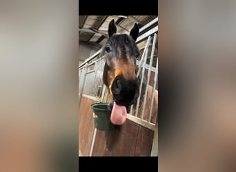 Fries paard, Ruin, 4 Jaar, 163 cm, Bruin