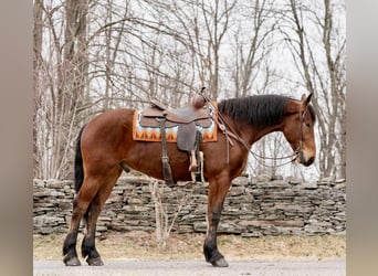 Fries paard, Ruin, 4 Jaar, 163 cm, Roodbruin