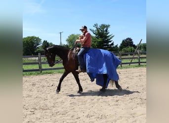 Fries paard, Ruin, 4 Jaar, 163 cm
