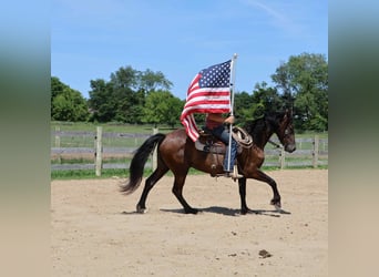 Fries paard, Ruin, 4 Jaar, 163 cm