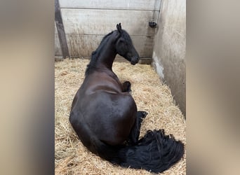 Fries paard, Ruin, 4 Jaar, 163 cm, Zwart