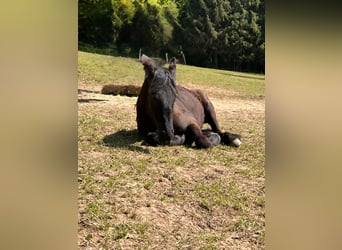 Fries paard, Ruin, 4 Jaar, 163 cm, Zwart