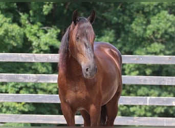 Fries paard Mix, Ruin, 4 Jaar, 163 cm, Zwart