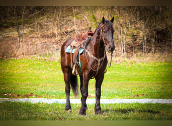 Fries paard, Ruin, 4 Jaar, 163 cm, Zwart