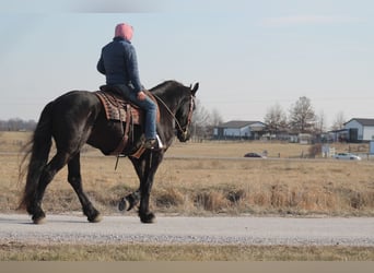 Fries paard, Ruin, 4 Jaar, 163 cm, Zwart