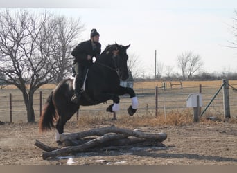 Fries paard, Ruin, 4 Jaar, 163 cm, Zwart