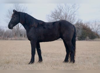 Fries paard, Ruin, 4 Jaar, 163 cm, Zwart