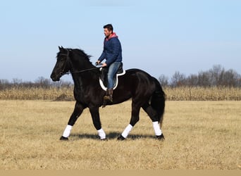 Fries paard, Ruin, 4 Jaar, 163 cm, Zwart