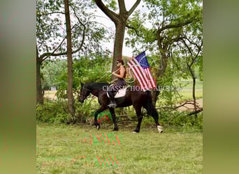 Fries paard, Ruin, 4 Jaar, 163 cm, Zwart