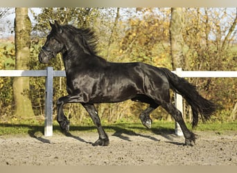 Fries paard, Ruin, 4 Jaar, 164 cm, Zwart