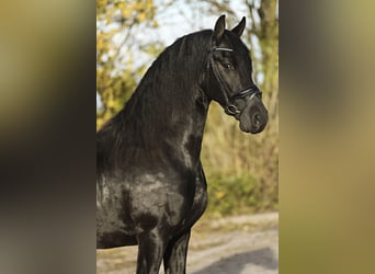 Fries paard, Ruin, 4 Jaar, 164 cm, Zwart