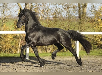 Fries paard, Ruin, 4 Jaar, 164 cm, Zwart