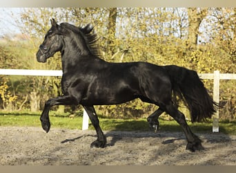 Fries paard, Ruin, 4 Jaar, 164 cm, Zwart