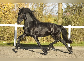 Fries paard, Ruin, 4 Jaar, 164 cm, Zwart