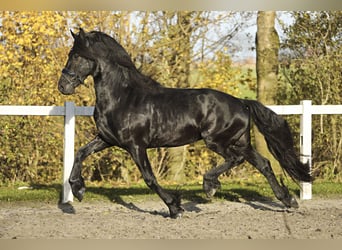 Fries paard, Ruin, 4 Jaar, 164 cm, Zwart