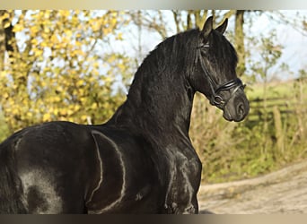 Fries paard, Ruin, 4 Jaar, 164 cm, Zwart