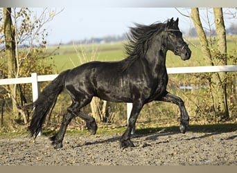 Fries paard, Ruin, 4 Jaar, 164 cm, Zwart