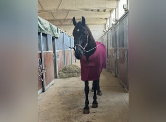 Fries paard Mix, Ruin, 4 Jaar, 164 cm, Zwart