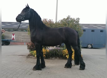 Fries paard, Ruin, 4 Jaar, 164 cm, Zwart