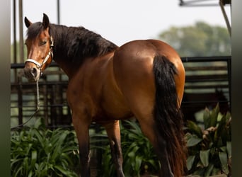 Fries paard, Ruin, 4 Jaar, 165 cm, Roodbruin