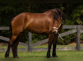 Fries paard, Ruin, 4 Jaar, 165 cm, Roodbruin