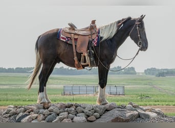 Fries paard, Ruin, 4 Jaar, 165 cm, Tobiano-alle-kleuren