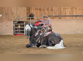 Fries paard Mix, Ruin, 4 Jaar, 165 cm