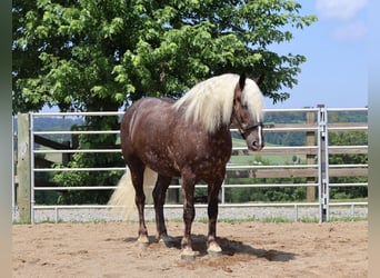 Fries paard Mix, Ruin, 4 Jaar, 165 cm