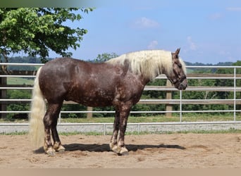Fries paard Mix, Ruin, 4 Jaar, 165 cm