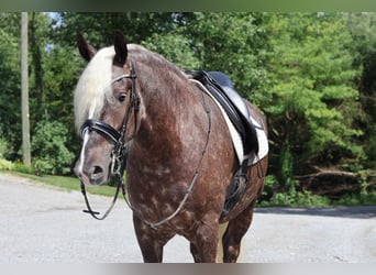 Fries paard Mix, Ruin, 4 Jaar, 165 cm