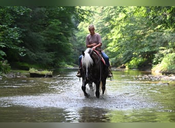 Fries paard Mix, Ruin, 4 Jaar, 165 cm