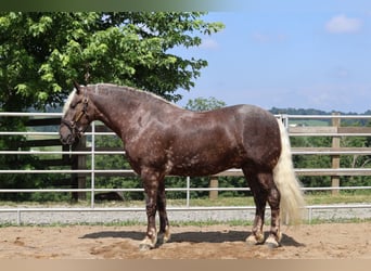 Fries paard Mix, Ruin, 4 Jaar, 165 cm