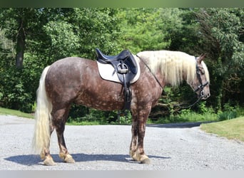 Fries paard Mix, Ruin, 4 Jaar, 165 cm