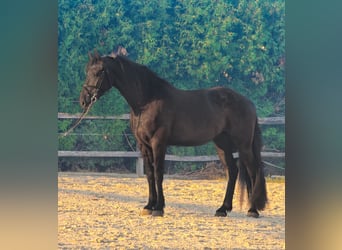 Fries paard Mix, Ruin, 4 Jaar, 165 cm, Zwart